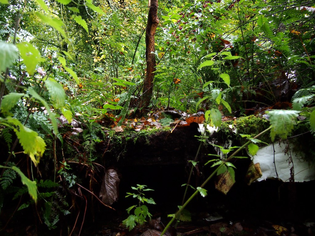 Birch tree and other plants growing out of a trailer in Kilmahew Woods, Cardross