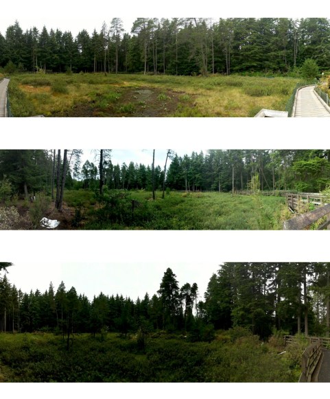 Luis_Camosun Bog_image